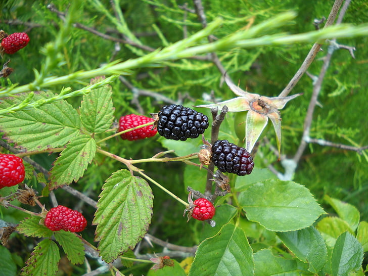 BlackBerry, vadon élő, bogyó, finom, természet, fekete, zöld