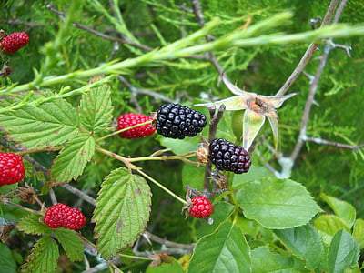 黑莓, 野生, 浆果, 美味, 自然, 黑色, 绿色