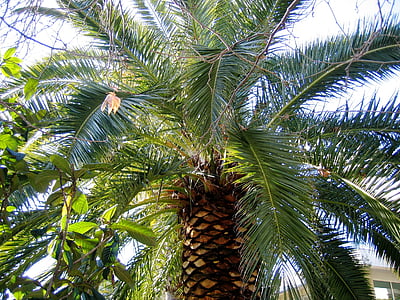 palm, holiday, sky, summer, greece, nature, tree