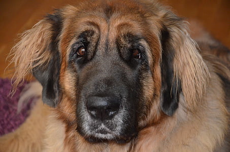 pies, Leonberger, piękne, wyścig, rasy psów