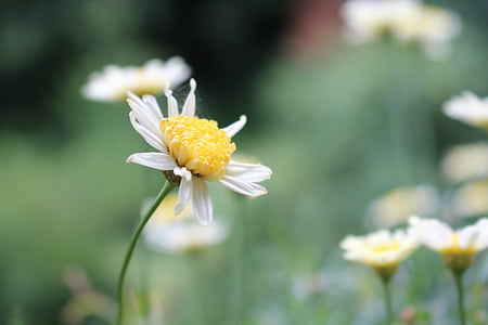 blossom, bloom, summer, nature, plant, green, flowers