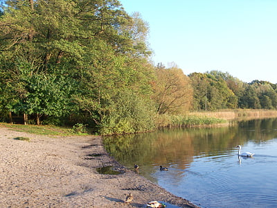 jezero, podzim, Brandenburg, banka, Les, lesní břehy