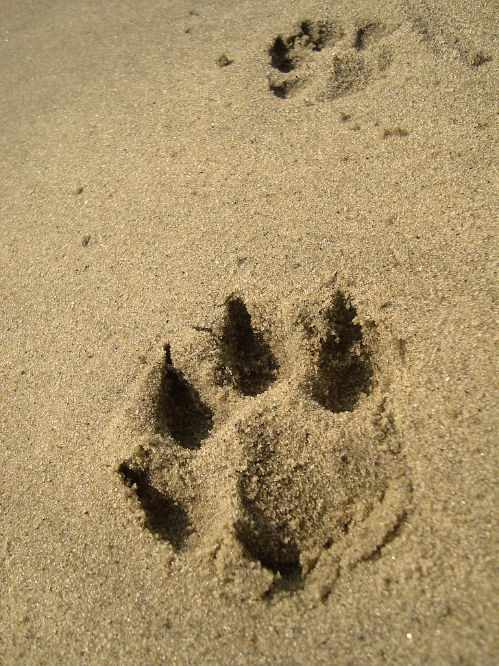 pėdsakas, gyvūnų, šuo, smėlio, letena