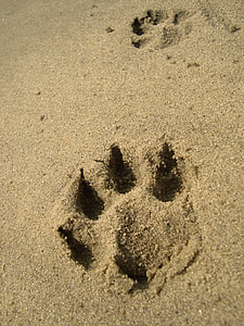 jalajälg, looma, koer, liiv, käpa