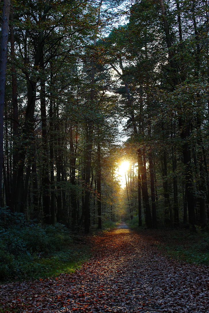 bosque, árboles, otoño, puesta de sol, sendero del bosque, naturaleza, árbol