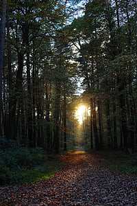 bosc, arbres, tardor, posta de sol, camí del bosc, natura, arbre