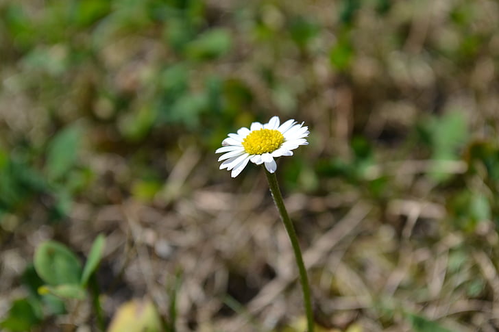 Daisy, kukka, ruoho, vihreä, makro, valkoinen, nurmikko