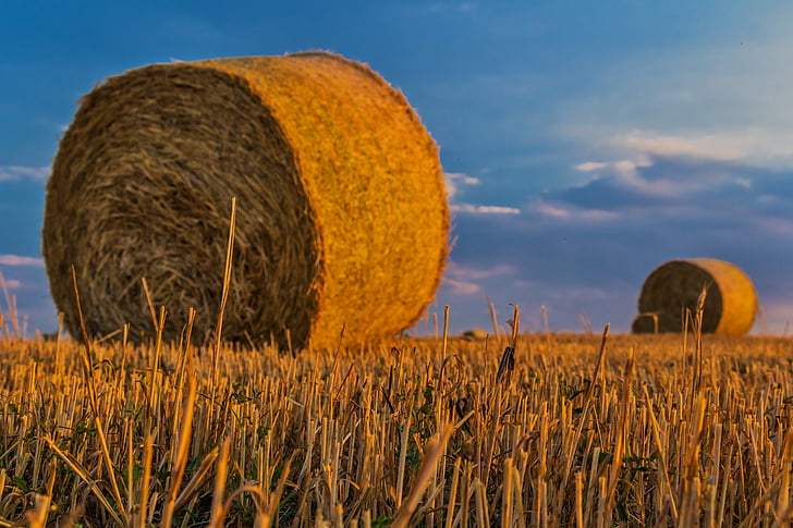 field, harvest, hay bales, macro, sky, straw