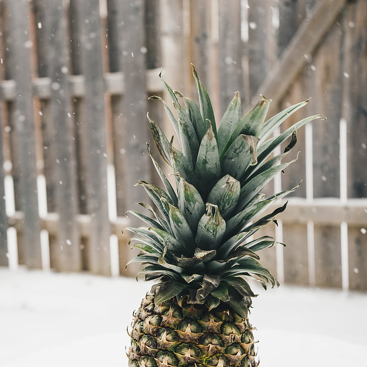 pineapple, snow, winter, random, food, healthy, funny