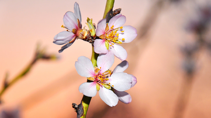 primavera, flor d'Ametler, macro, natura, branca, arbre, planta