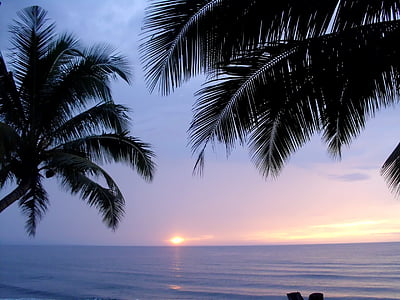 palmy, zachód słońca, Plaża, morze, niebo, Słońce