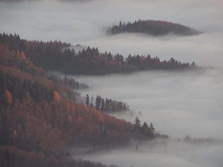 kabut, hutan, musim gugur, asap, kabut, pohon, mistik