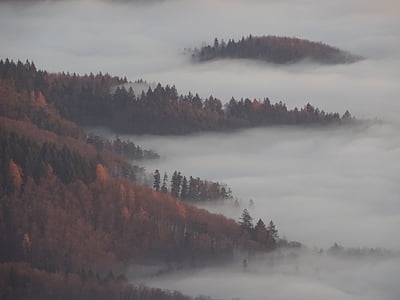 nebbia, foresta, autunno, fumo, nebbia, alberi, mistica