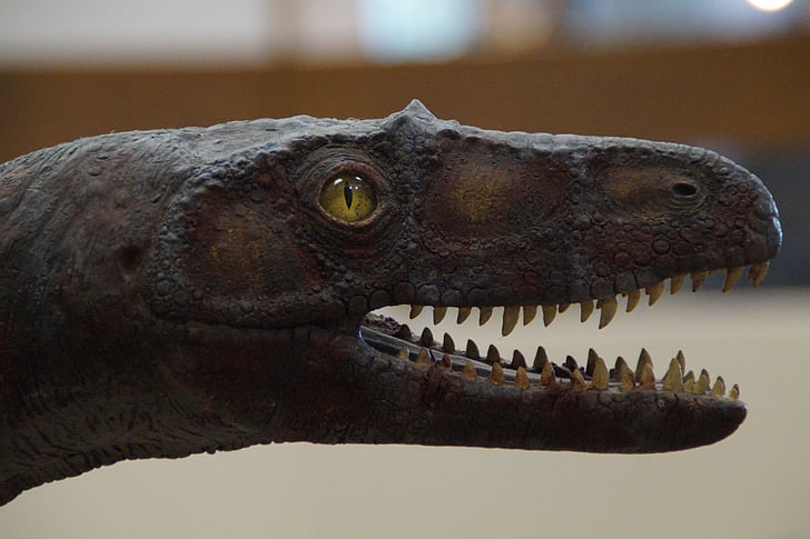 Dino, Dinosaur, gušter, glava, zub, stopala, oko