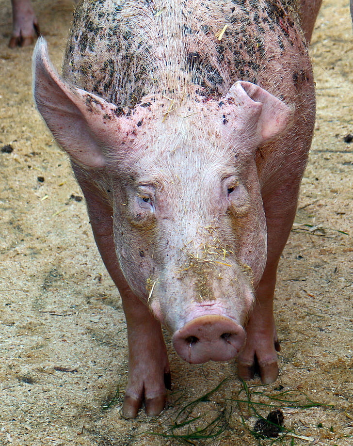 con lợn, lợn nái, động vật có vú, chăn nuôi, nông nghiệp, bẩn, động vật