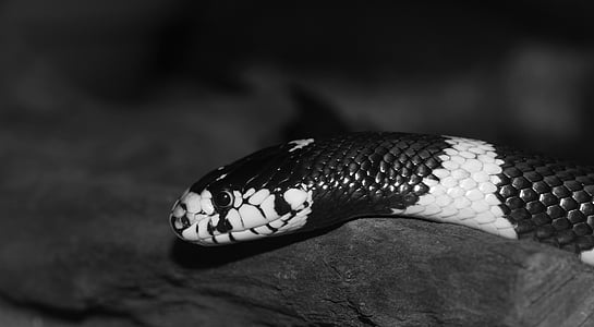 California getula, zincir natter, Yılan, Kral yılan, lampropeltis getula californiae, siyah ve beyaz, bantlı