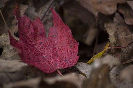 Jesenski list, zamagliti, Krupni plan, Rosa, kapljice, suho lišće, jesen lišće