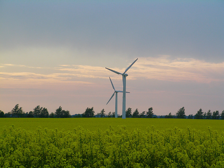 colza, campo de colza, Rügen, moinhos de vento, norte da Alemanha, paisagem, céu