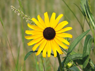 black eyed susan, yellow daisy, wildflower, rudbeckia hirta, brown-eyed susan, brown betty, gloriosa daisy
