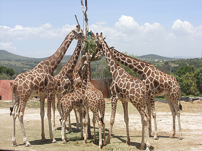 Sjiraff, africam safari, dyr, natur, dyreliv, Park, pattedyr