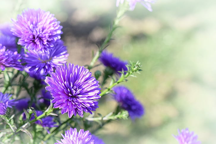 цветок, Сад, фиолетовый, Обои для рабочего стола, Справочная информация, Природа, деталь