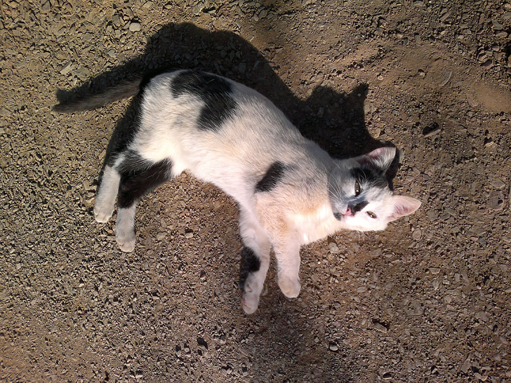 the underlying, cat, and shadow