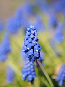 Hiacinte, Muscari, kopējo vīnogu Hiacinta, zieds, Bloom, puķe, zila