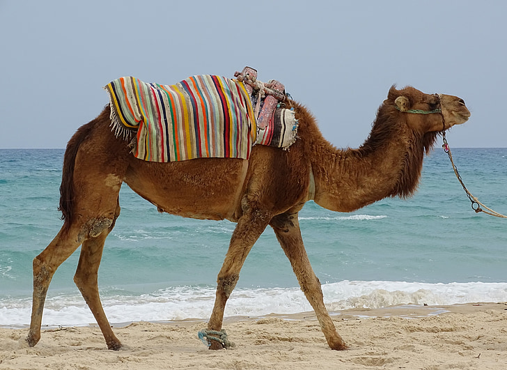 Dromedary, hewan, laut, Pariwisata, liburan, Tunisia, air