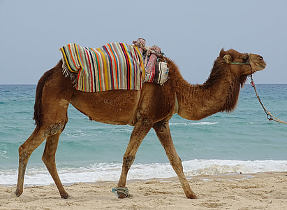 dromedário, animal, mar, Turismo, férias, Tunísia, água