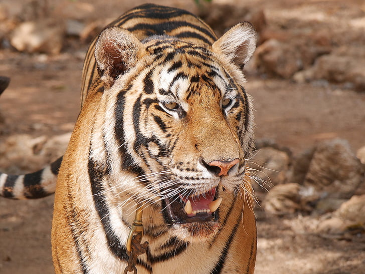 tijger, Tempel, Thailand, één dier, dieren in het wild, dier wildlife, dag
