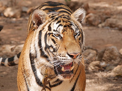 Тигр, Храм, Таиланд, одно животное, Животные в дикой природе, животных дикой природы, день