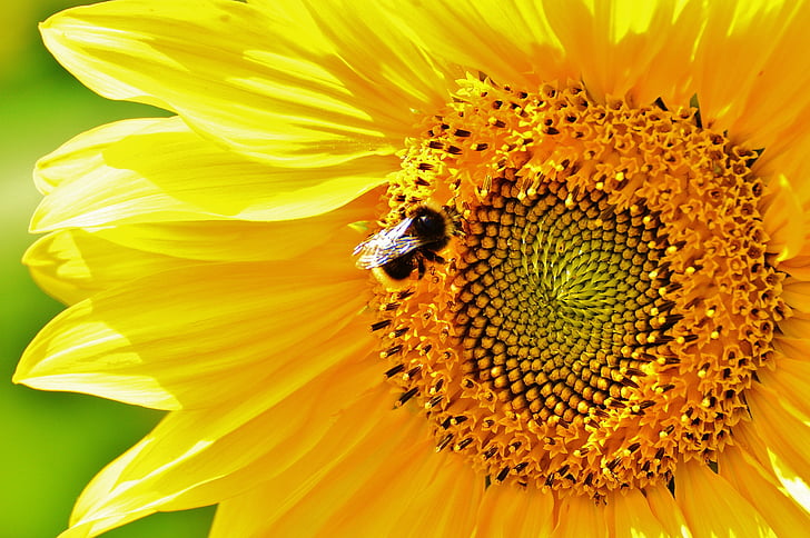 Sun flower, Hummel, suvel, Aed, õis, Bloom, kollane