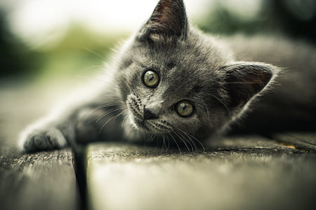 animal, gato, ojos, Kitty, buscando, mascota, imágenes de dominio público