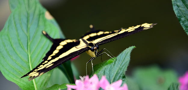 siejiklio plokštelę, Papilio machaon, drugelis, uždaryti, vabzdžių, drugeliai, tropikuose