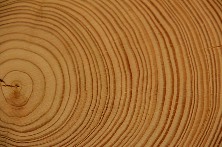 fusta, anells anual, arbre, registre, soques