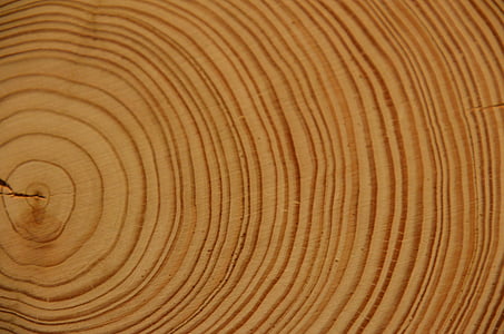 dřevo, letokruhy, strom, protokol, kmeny