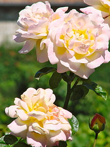 Роза, персик, цвет, Румяна, романтический, украшения, Природа