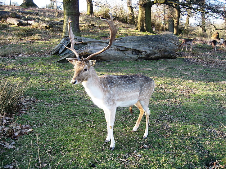 Red deer, bản chất của các, mùa thu, động vật