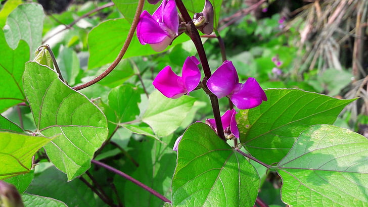 Bangladesh kacang bunga, bunga, ungu