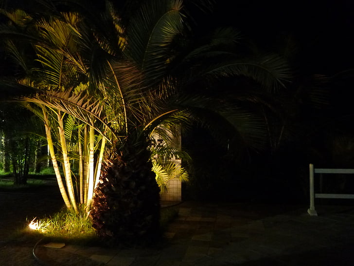 palmy, treee, palmy, romantyczny, wakacje, sylwetka, Plaża