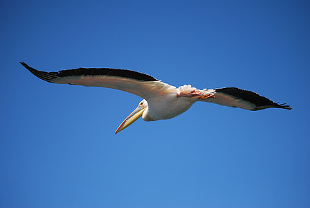 Pelikan, voar, pássaro, ave aquática, asa, voar para longe, bater de asa