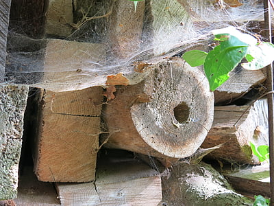puu, hämähäkinverkkoja, lehdet, loppukesästä, kammat säiettä leikkaus, hozvorrat, holzstapel