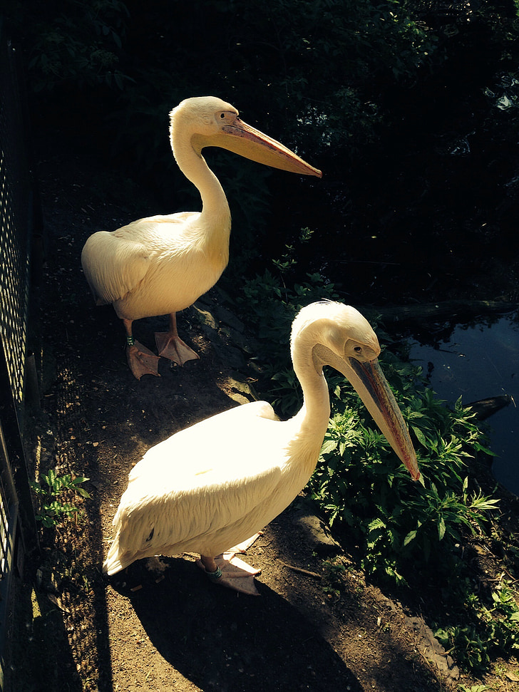 pelicans, birds, animals