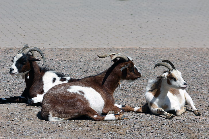 kambing, kebun binatang, hewan