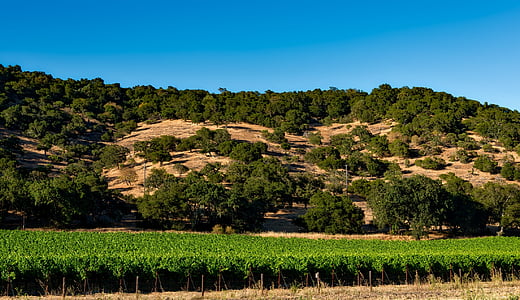 Vineyard, California, Napa valley, Sonoma, põllukultuuride, põllumajandus, talu