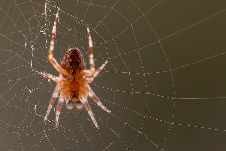 Градинският паяк, Araneus diadematus, паяк, паяжина, паяк макрос, затвори, животните