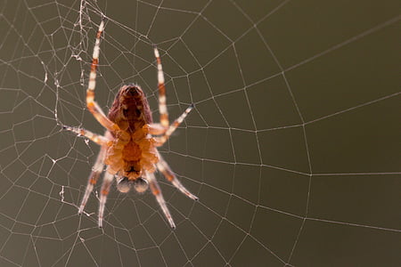 Aranha de jardim, Araneus diadematus, Aranha, teia de aranha, macro de aranha, fechar, animal