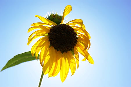 sunflower, flower, sunshine, plant, nature, blossom, floral