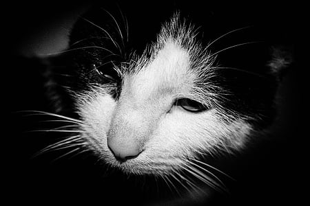 kucing, Kitty, hitam dan putih kucing, kucing rumah, hewan, kucing domestik, hewan peliharaan