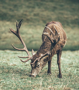 deer, animal, horn, wildlife, forest, mountain, eat